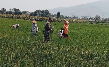 Peran Aktif Babinsa Bungatan Menjadi Motivator Program Ketahanan Pangan 