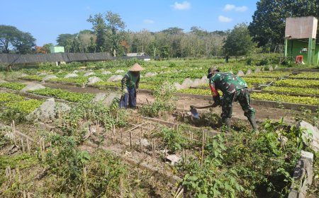 Babinsa Koramil Ponggok Bantu Penyiapan Lahan Pertanian untuk Mendukung Ketahanan Pangan