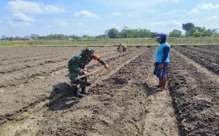 Peduli Ketahanan Pangan, Babinsa Koramil Ponggok Bantu Penyiapan Lahan Pertanian Milik Warga Binaannya