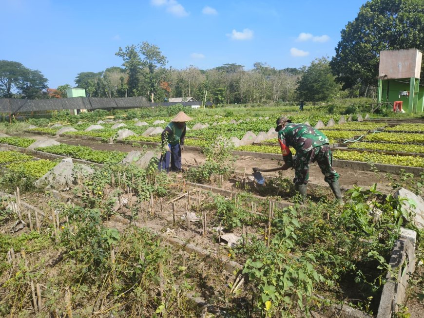 Babinsa Koramil Ponggok Bantu Penyiapan Lahan Pertanian untuk Mendukung Ketahanan Pangan