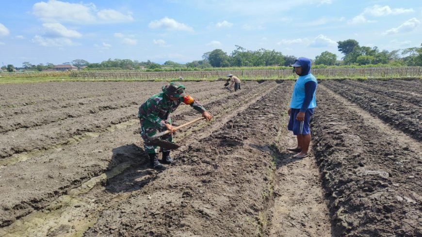 Peduli Ketahanan Pangan, Babinsa Koramil Ponggok Bantu Penyiapan Lahan Pertanian Milik Warga Binaannya