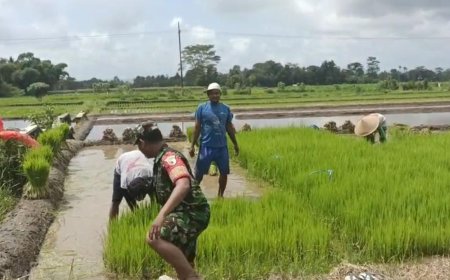 Babinsa Koramil Gandusari Bantu Penyiapan Lahan Pertanian di Sawah Warga Binaannya