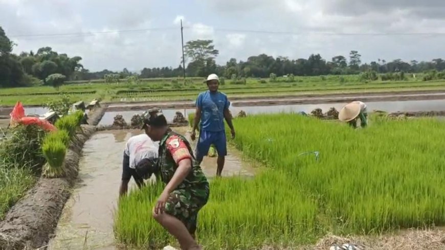 Babinsa Koramil Gandusari Bantu Penyiapan Lahan Pertanian di Sawah Warga Binaannya